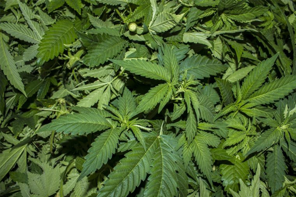 Man aangehouden voor hennepteelt en drugshandel - 112 Nederland