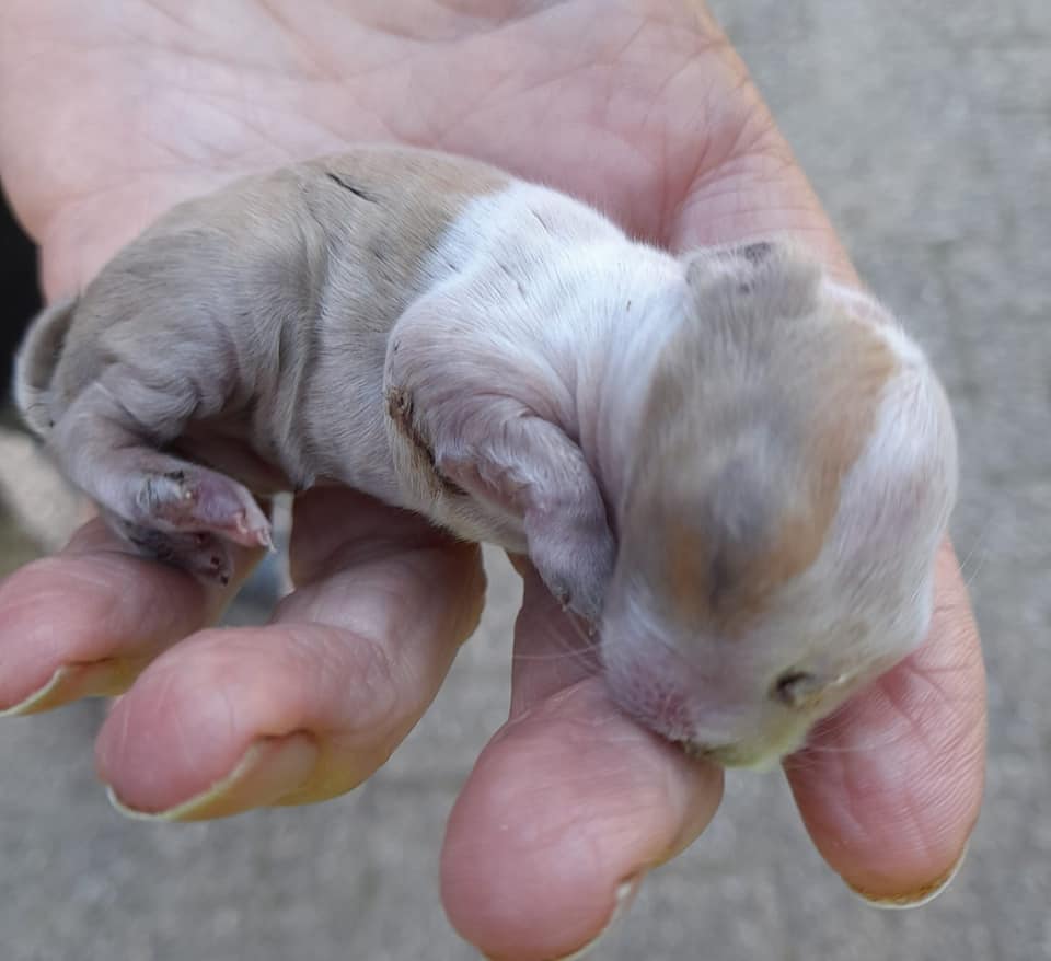 Pasgeboren puppy gedumpt in een tuin