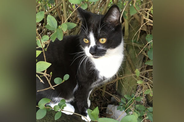 Acht dode katten gevonden in Almeerse buurt: aantal lagen in de vijver