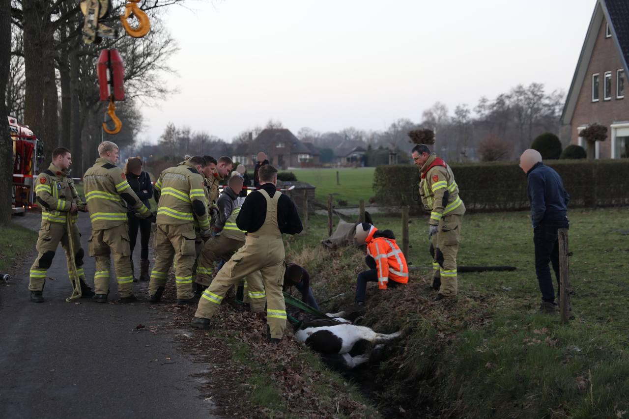 Paard Slaat Op Hol En Belandt In De Sloot