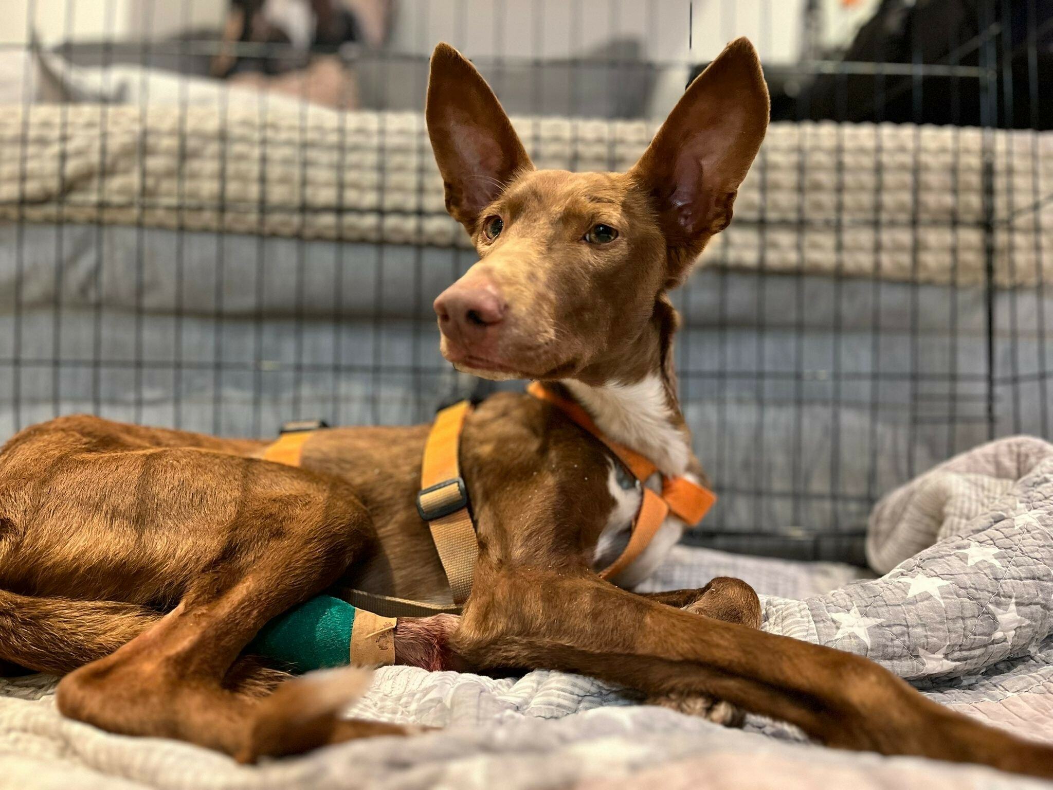 Loslopende hond Nablo na weken gevangen