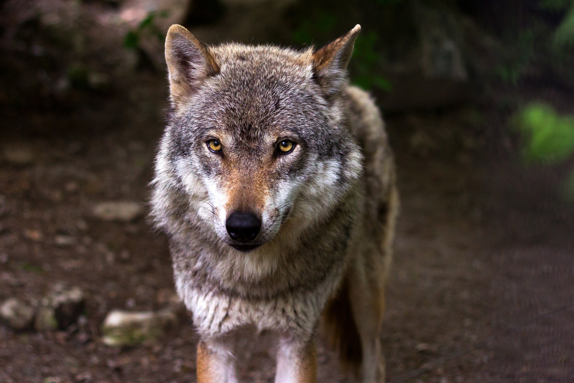 Dode wolf gevonden langs de weg, mogelijk doodgereden
