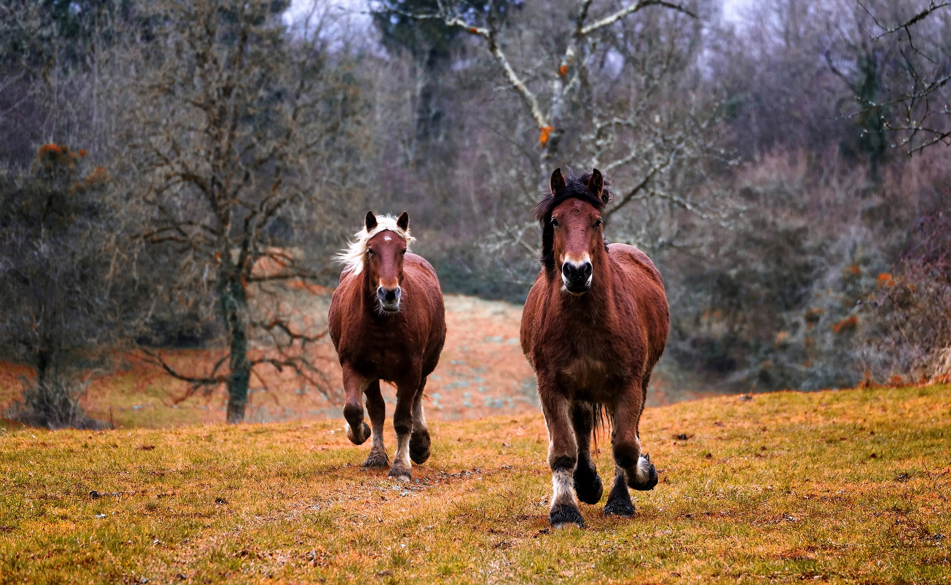Zes paarden in beslag genomen