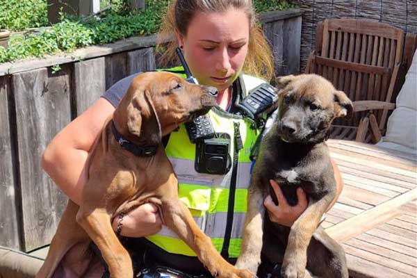 Agenten redden verwaarloosde puppy’s van het balkon