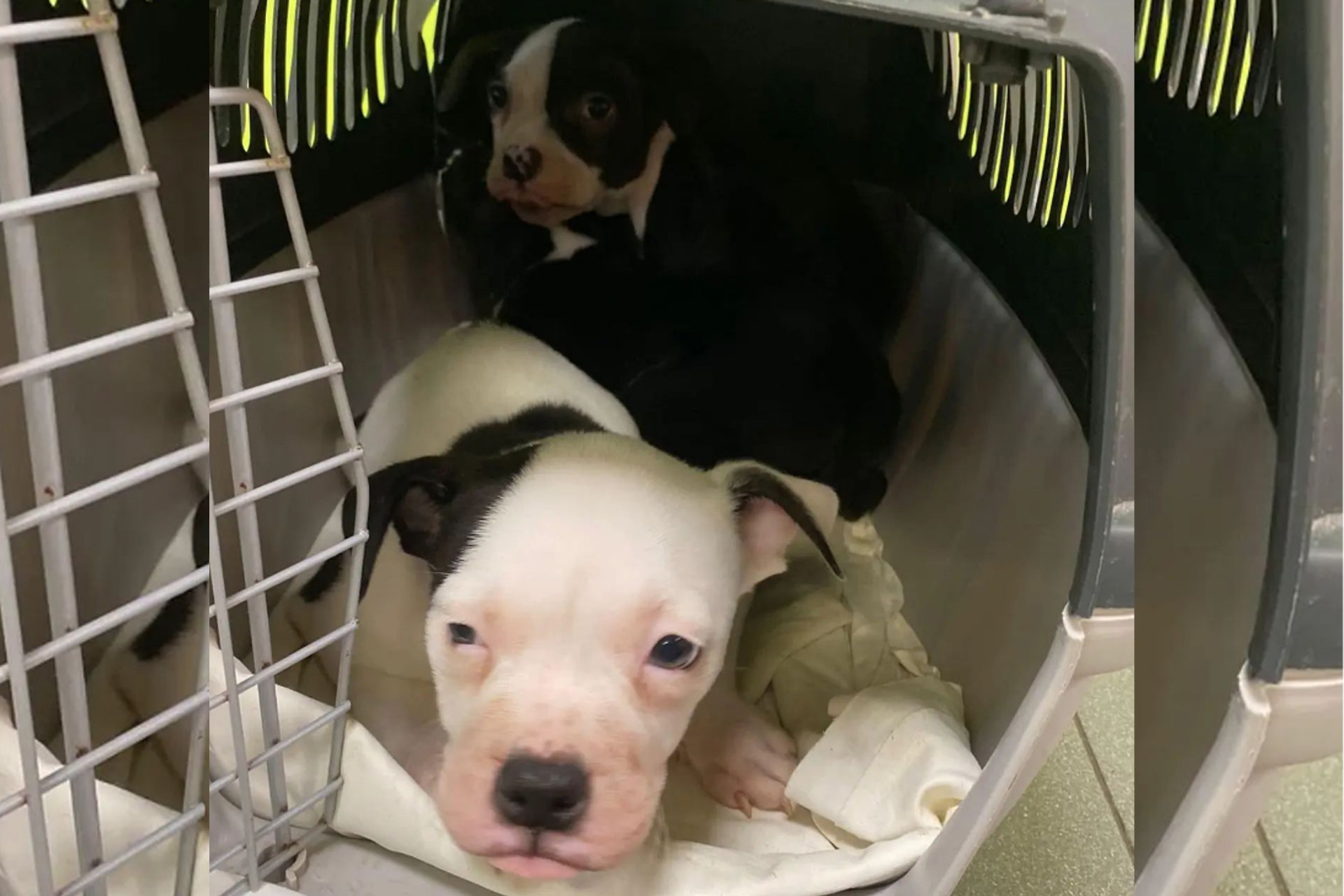 Gedumpte pups bij dierenopvangcentrum ingeslapen