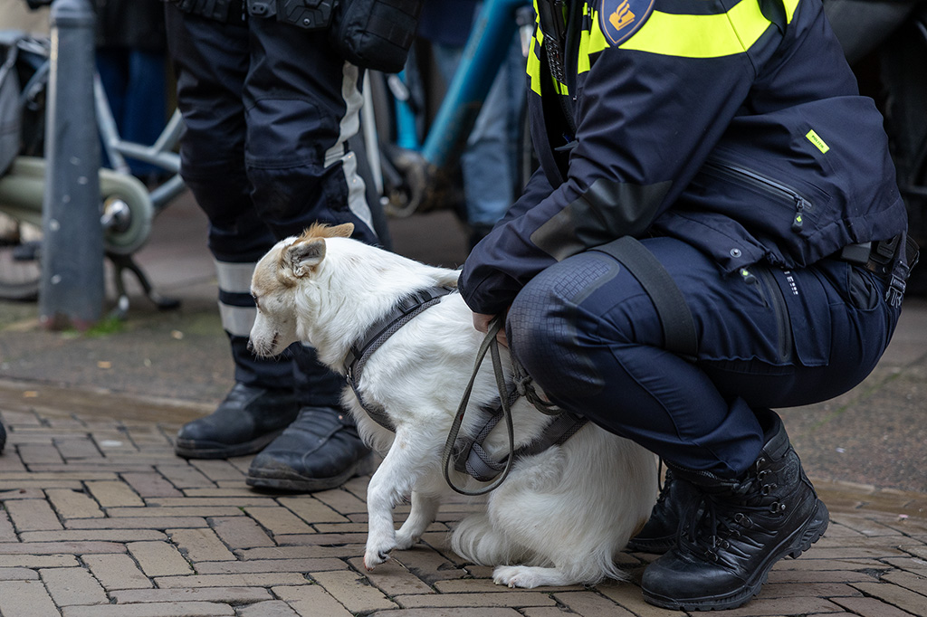 Vrouw En Hond Raken Gewond Na Ongeval Met Auto 112 Nederland vrouw-en-hond-raken-gewond-na-ongeval-met-auto-112-nederland