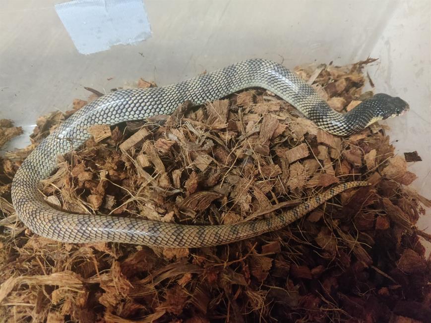 Ontsnapte schildneuscobra na een maand gevangen