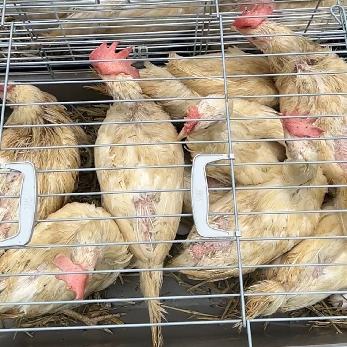 (Foto’s) Ruim 180 verwaarloosde dieren gedumpt bij asiel