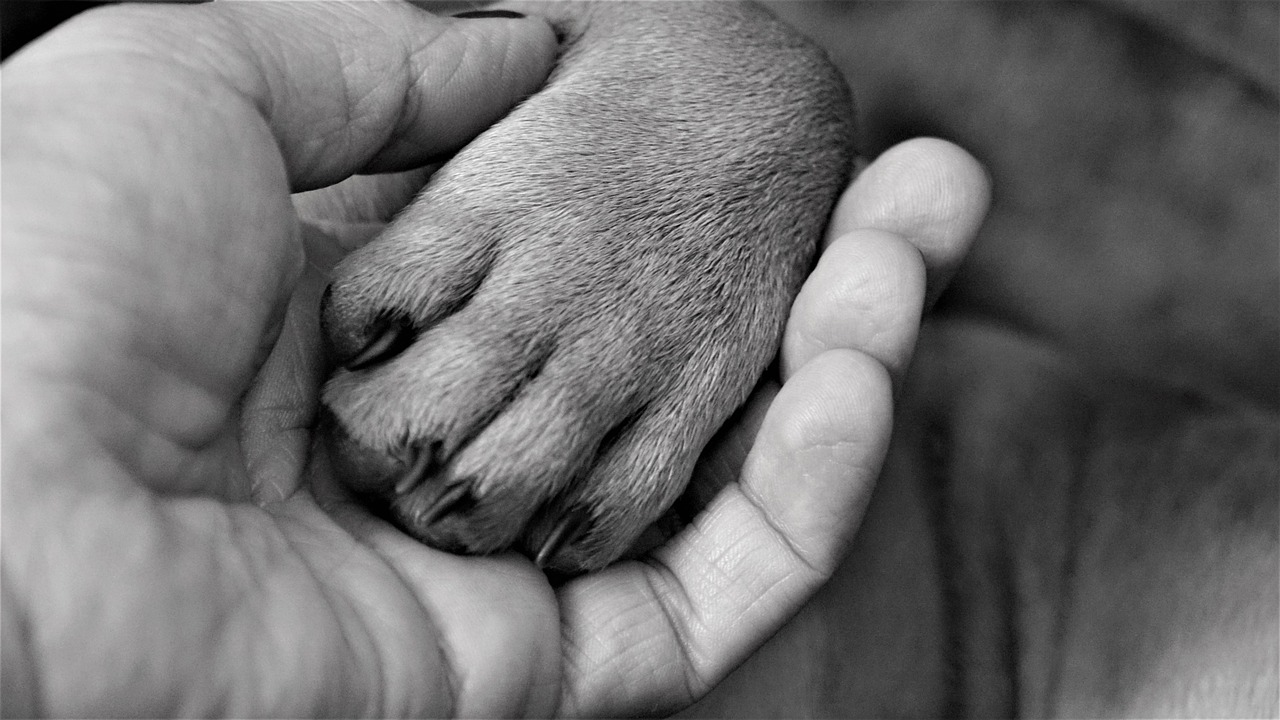 Tien honden overleden in luxe pension, politie doet onderzoek