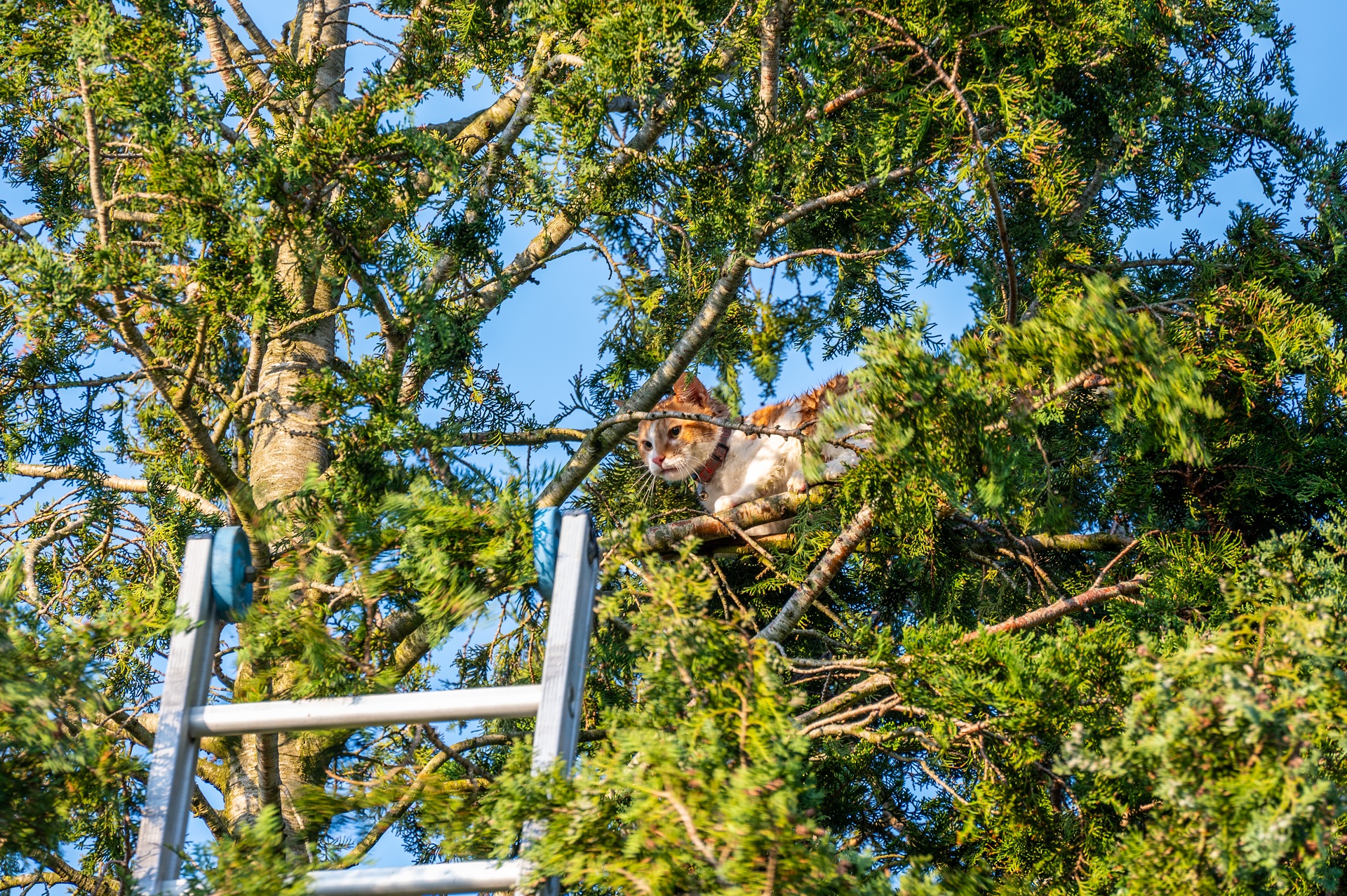 Kat Rodey na anderhalve dag bevrijd uit boom