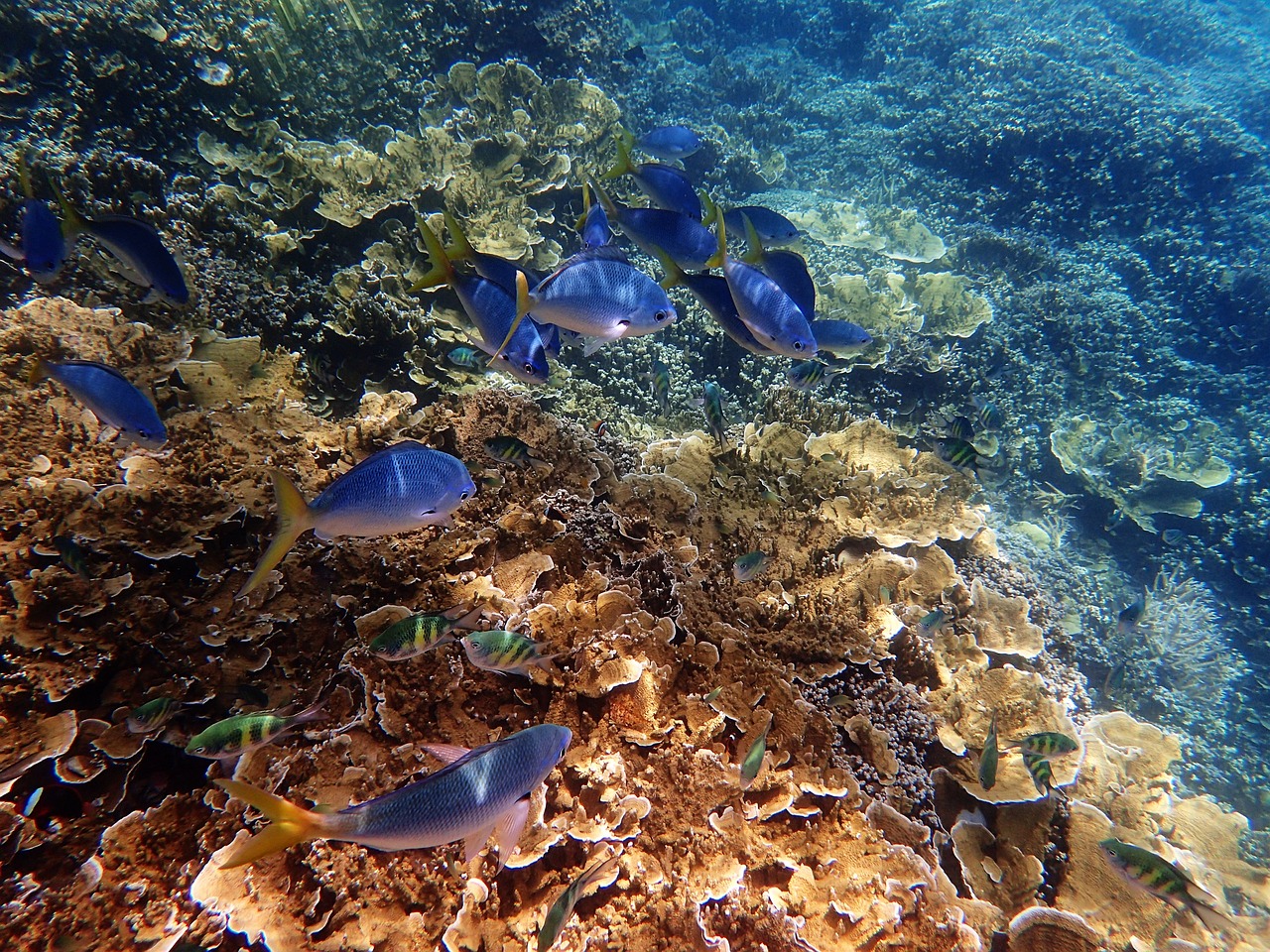Nederlandse toerist (51) wordt onwel na snorkelen bij Australisch koraalrif en overlijdt