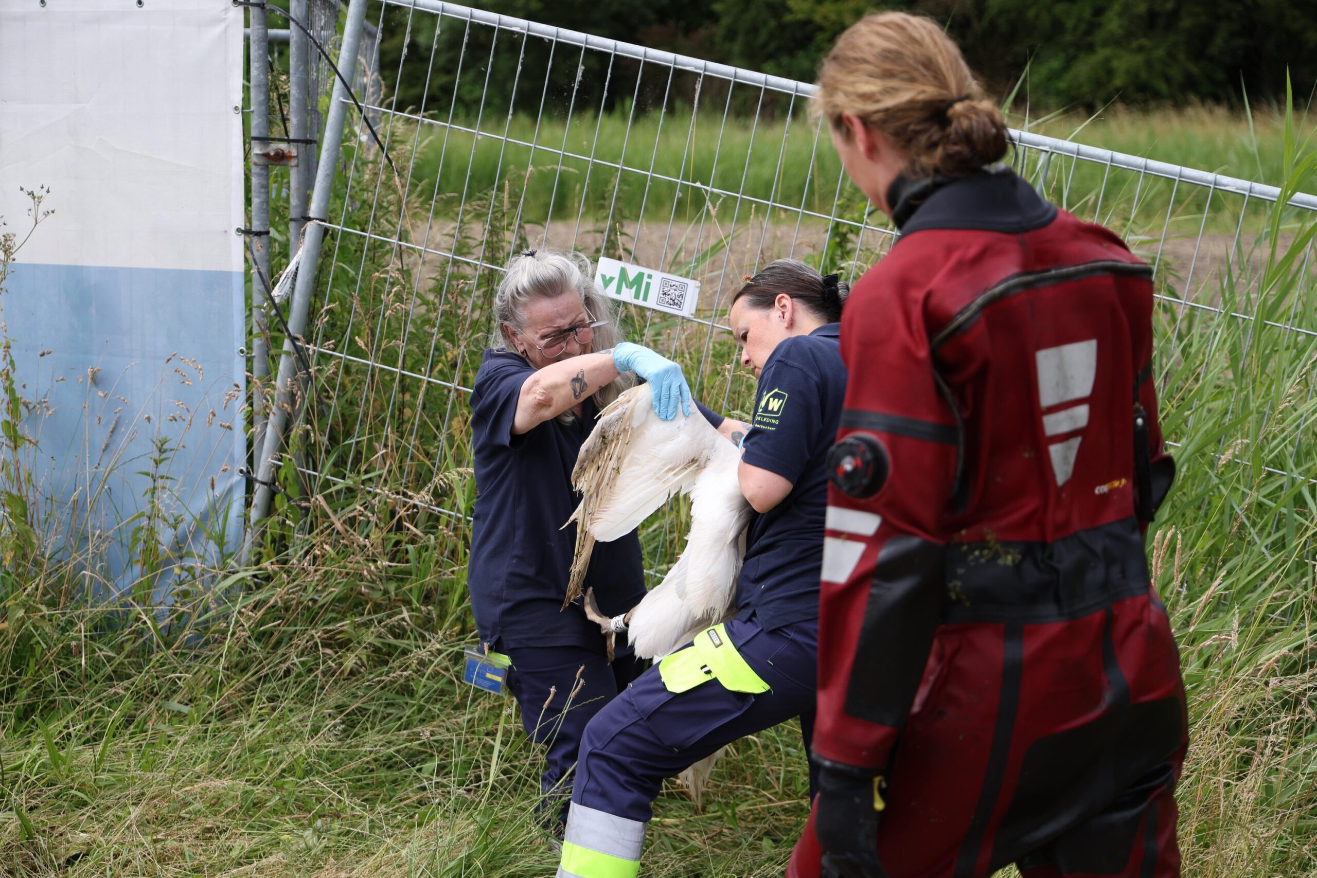 Brandweer redt gewonde zwaan uit water