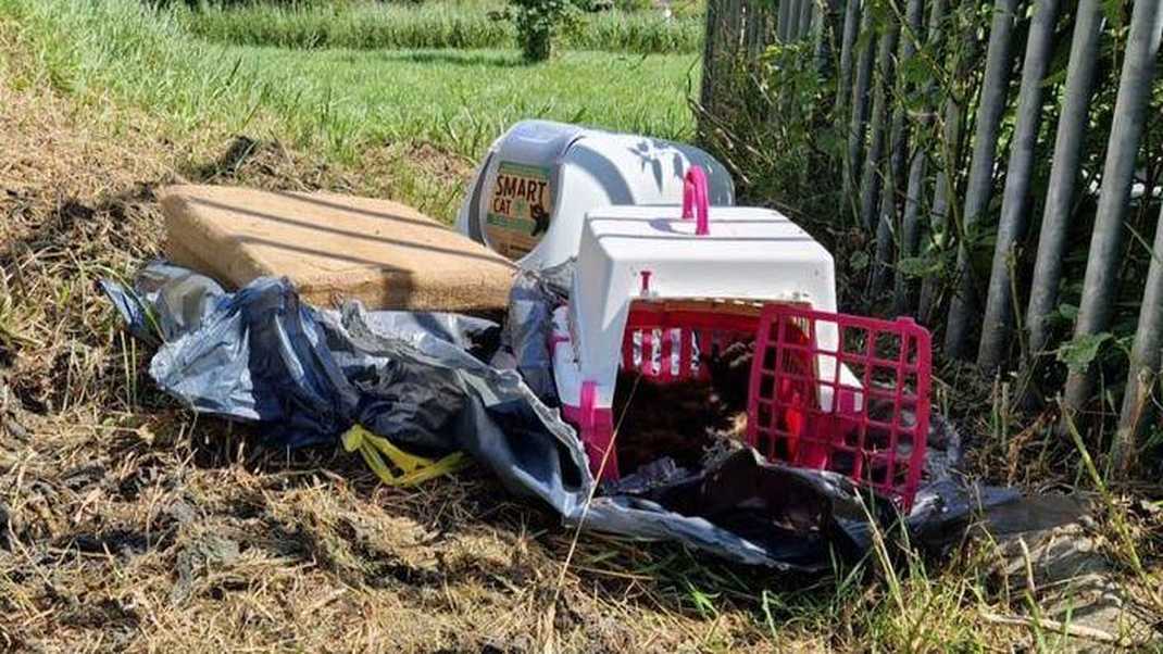 Gestikte katten in vuilniszakken aangetroffen op parkeerplaats