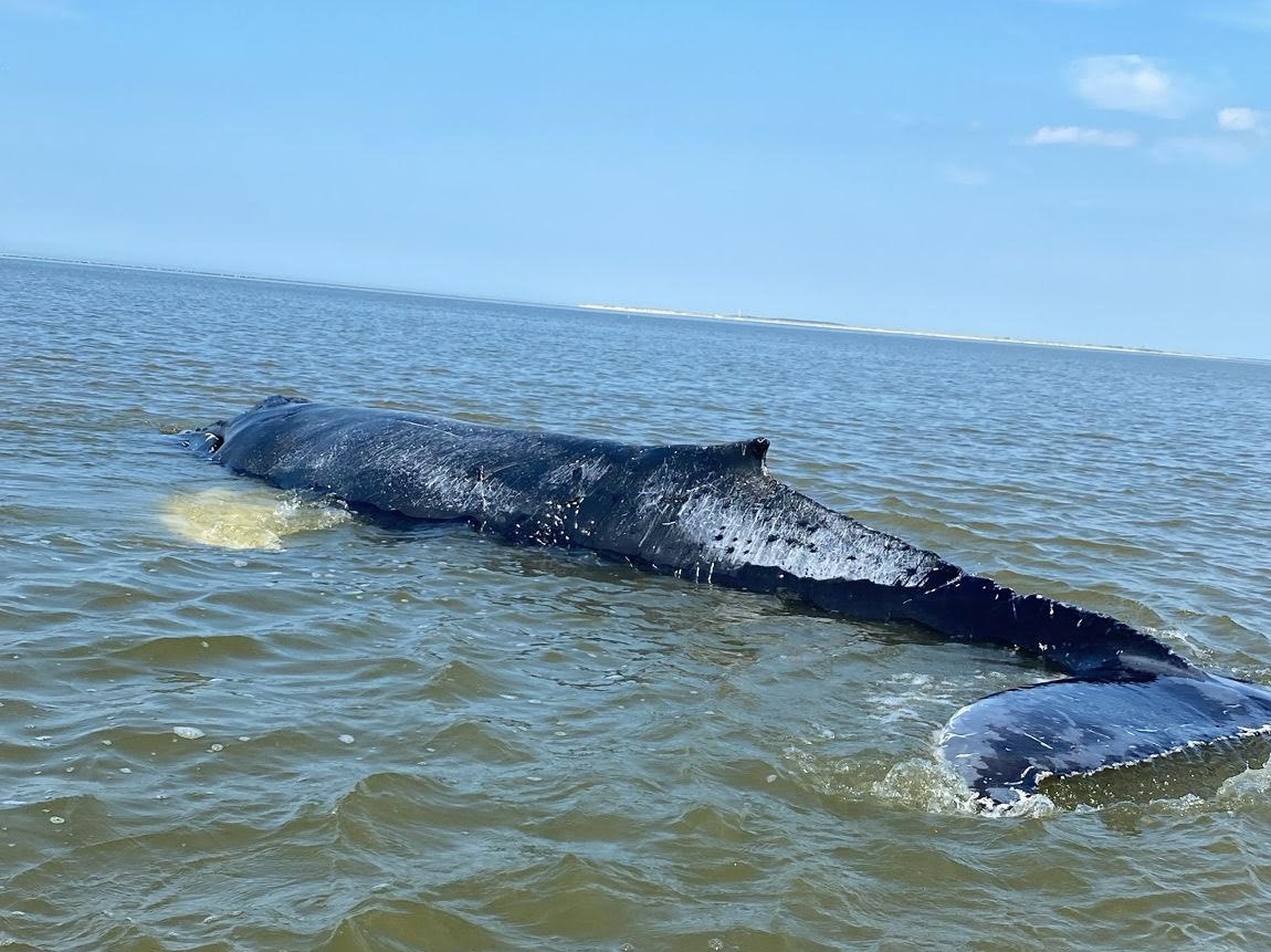 Jonge bultrug zwemt na stranding bij Terschelling weer in Noordzee