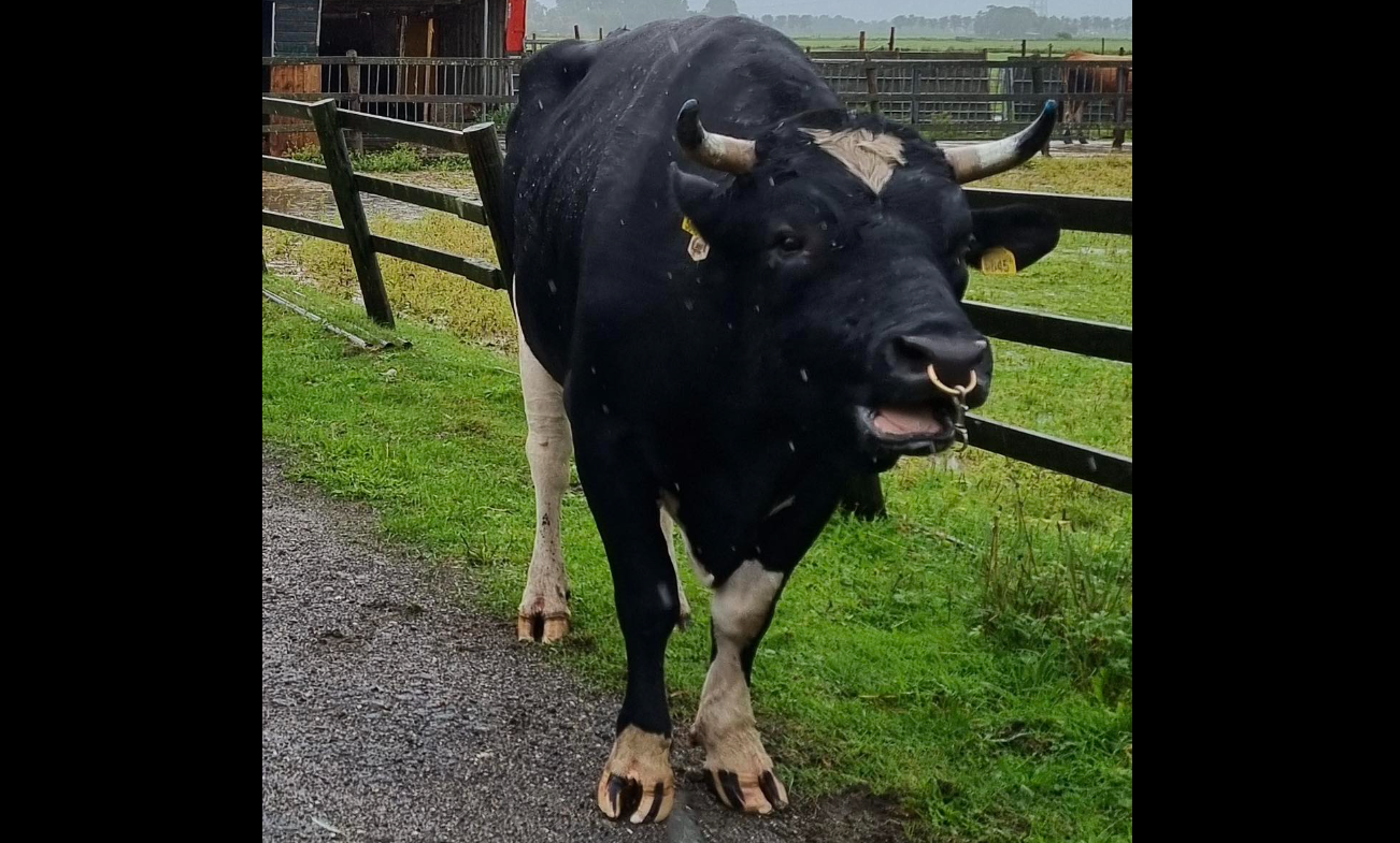 Vrouw ernstig gewond na aanval door losgeslagen stier