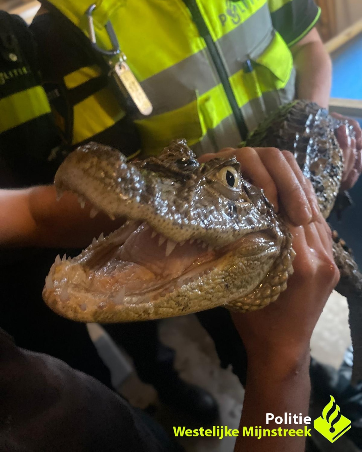 Verwaarloosde krokodil en slangen in beslag genomen
