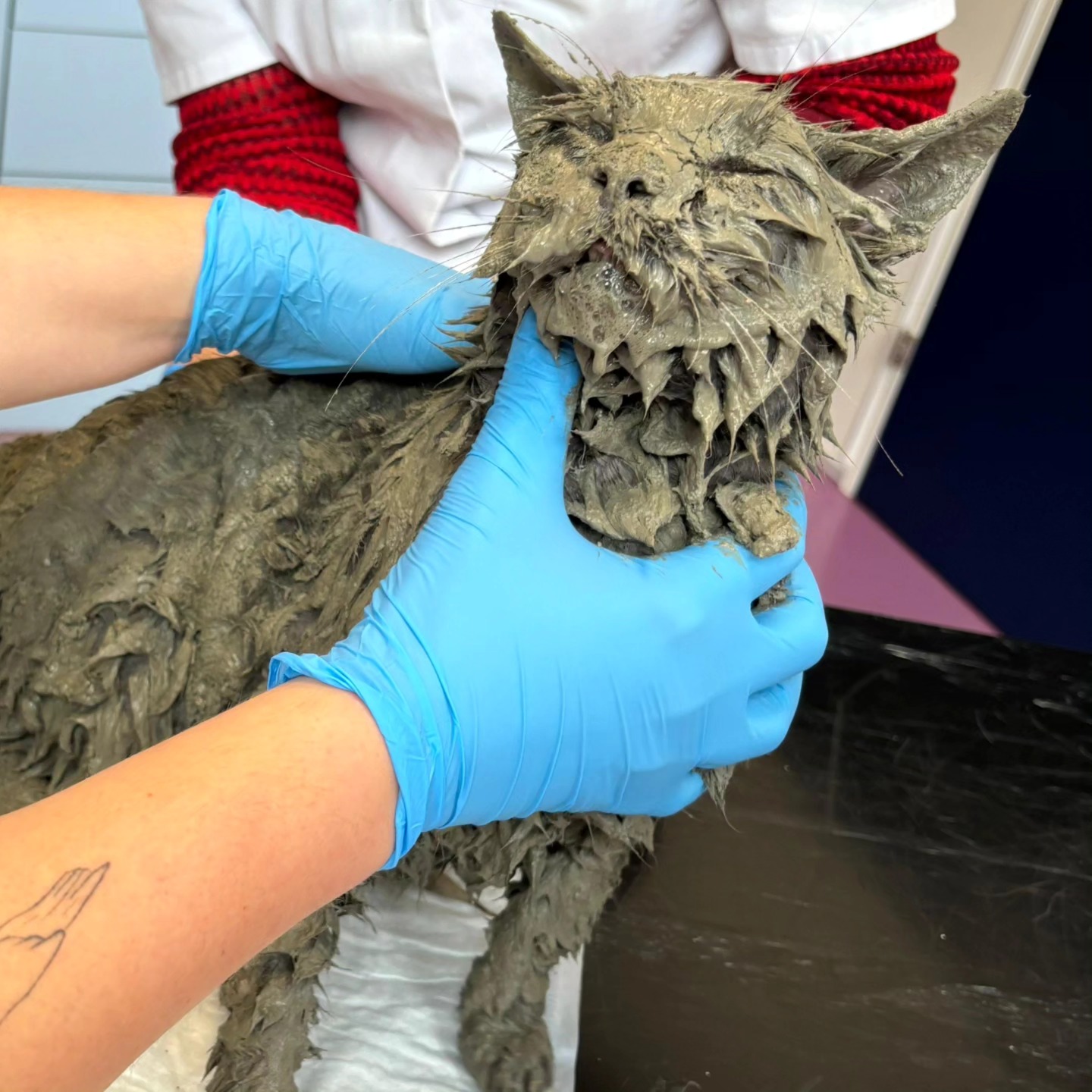 Kat Pelle bedolven onder cement, net op tijd gevonden