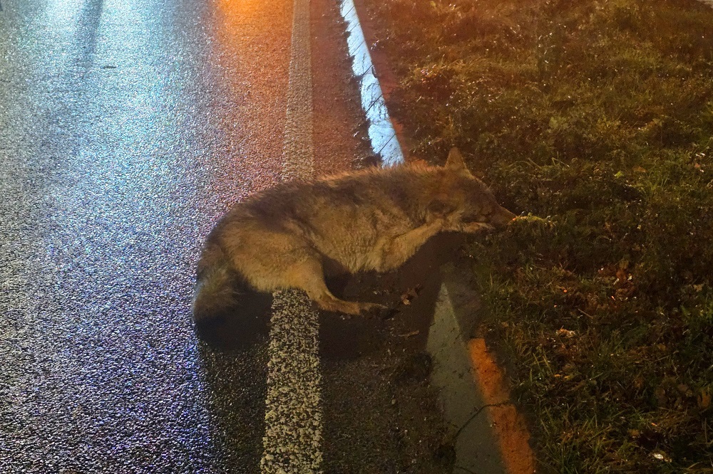 Beruchte wolf dat klein meisje aanviel doodgereden