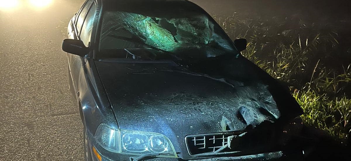 Paard belandt in sloot na botsing met auto
