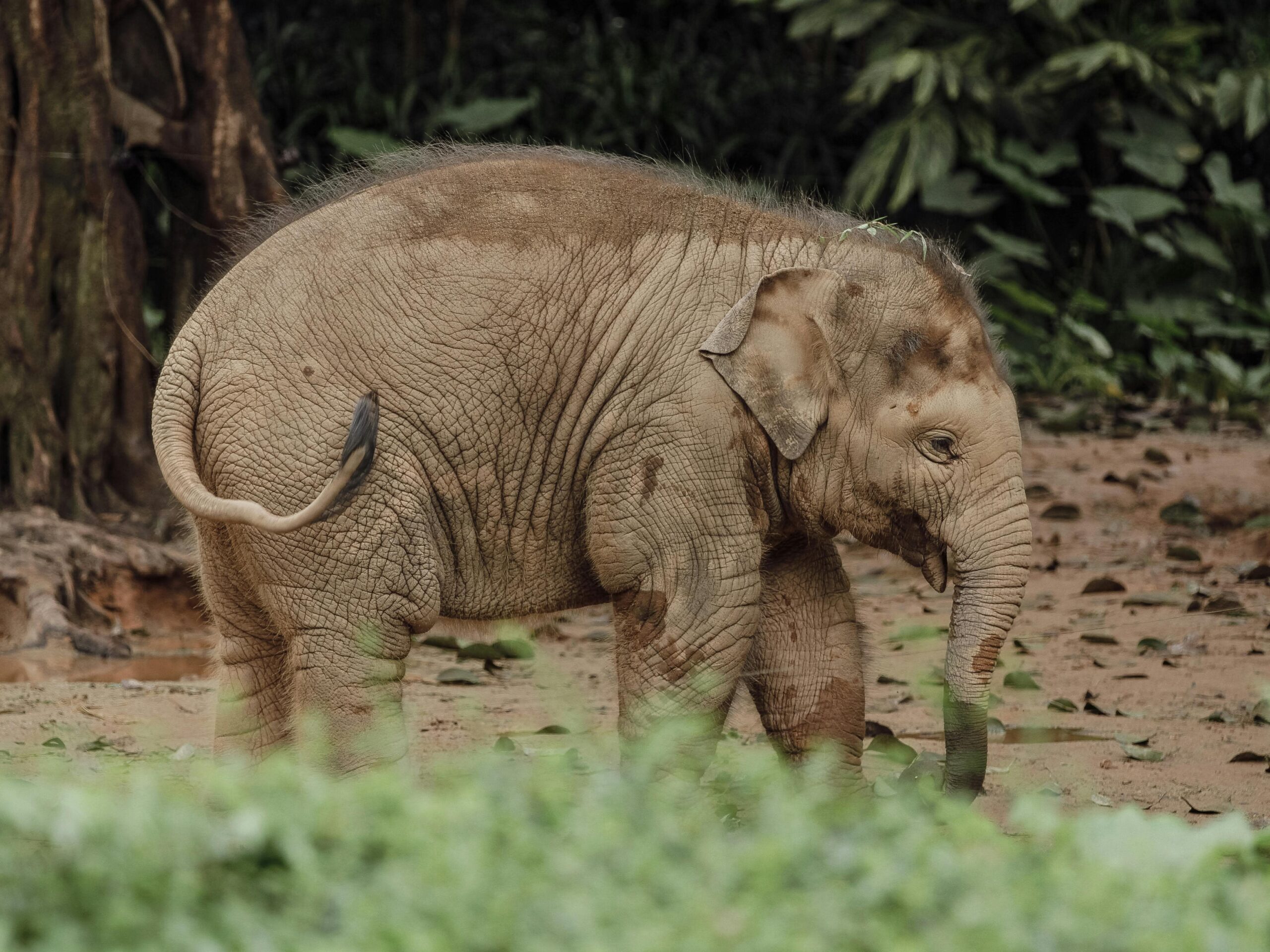Opnieuw olifantenkalf dood in Wildlands Emmen