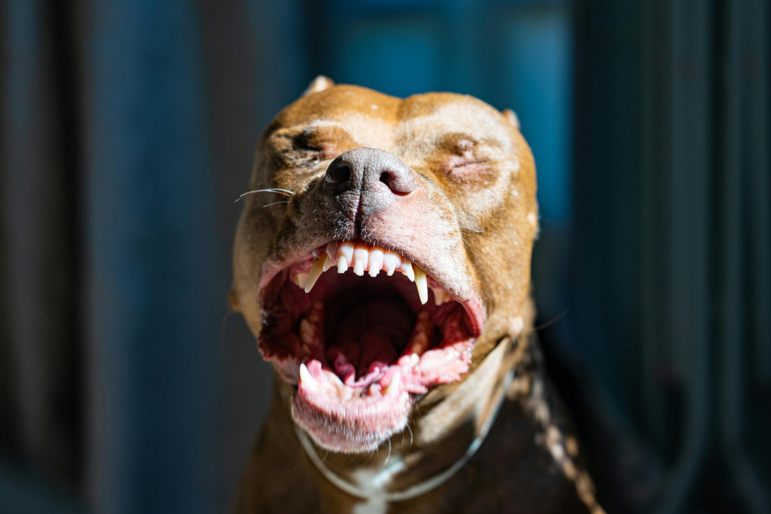 Bijtincident door hond leidt tot dood baby