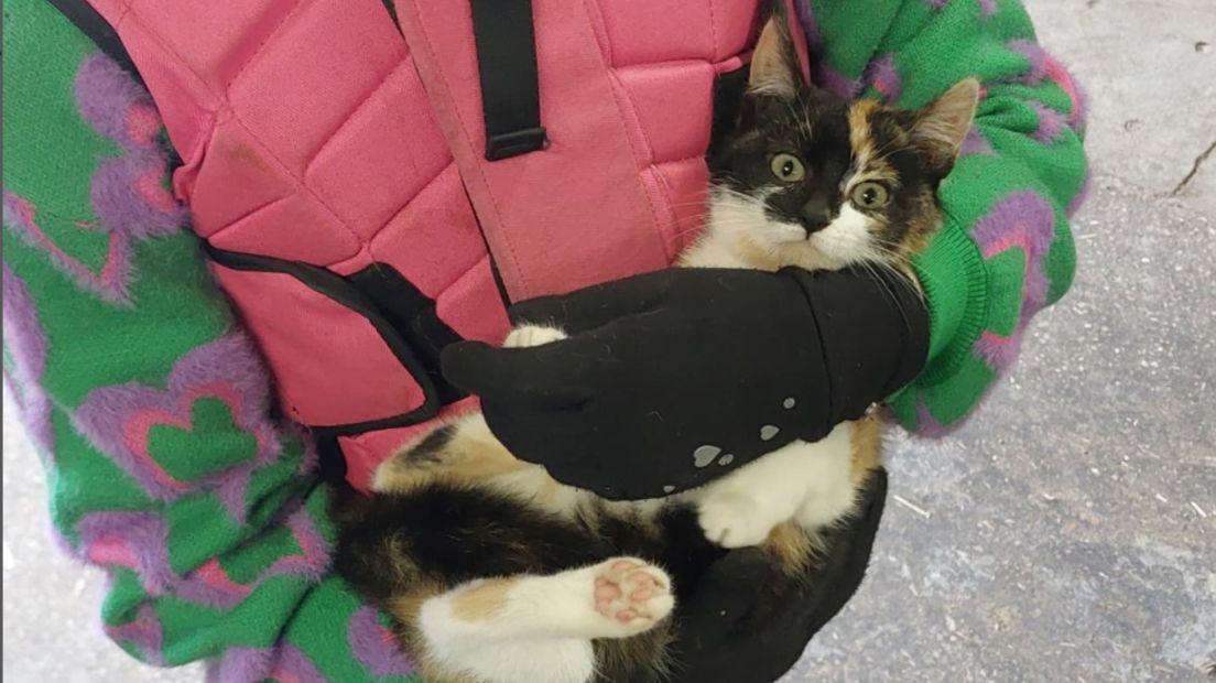 Dierenpolitie zoekt eigenaar hond na doodbijten poes op manege