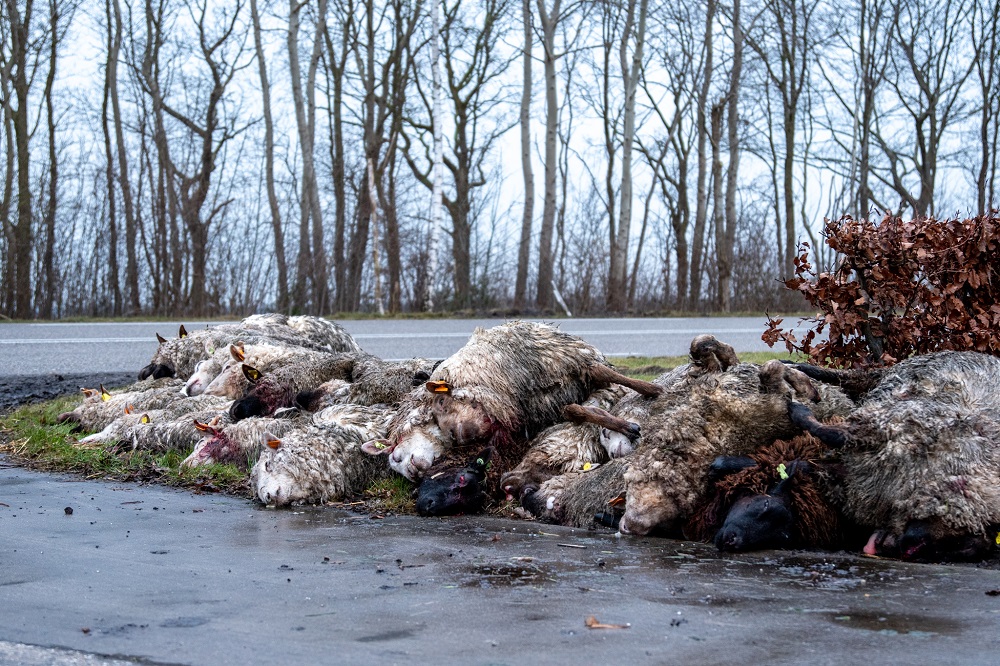 Tientallen dode schapen langs de weg. ‘Bedankt wolf’