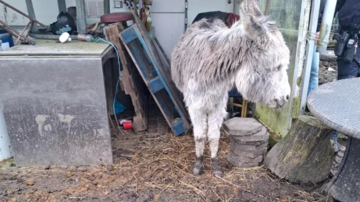 Drie paarden en een ezel in beslag genomen