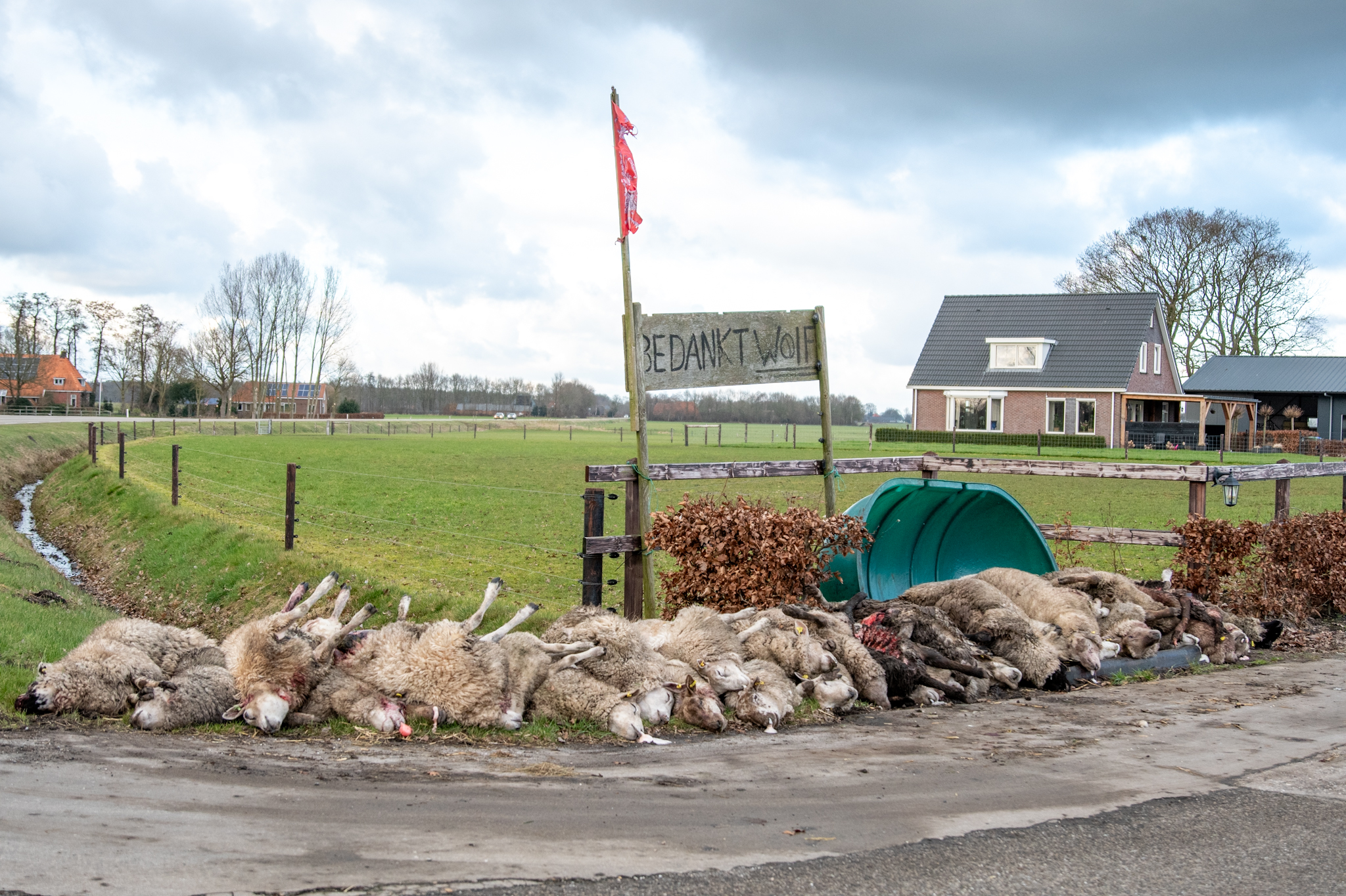 Opnieuw slachtpartij: wolf doodt 32 schapen