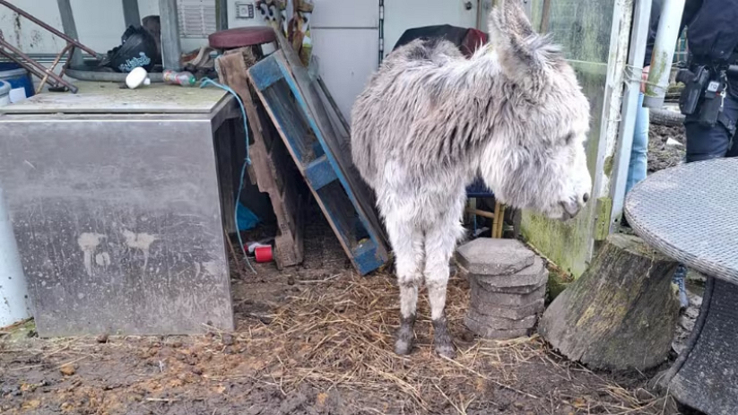 Drie paarden en een ezel in beslag genomen; ‘Ze stonden diep in de modder en hadden onvoldoende voedsel en water’