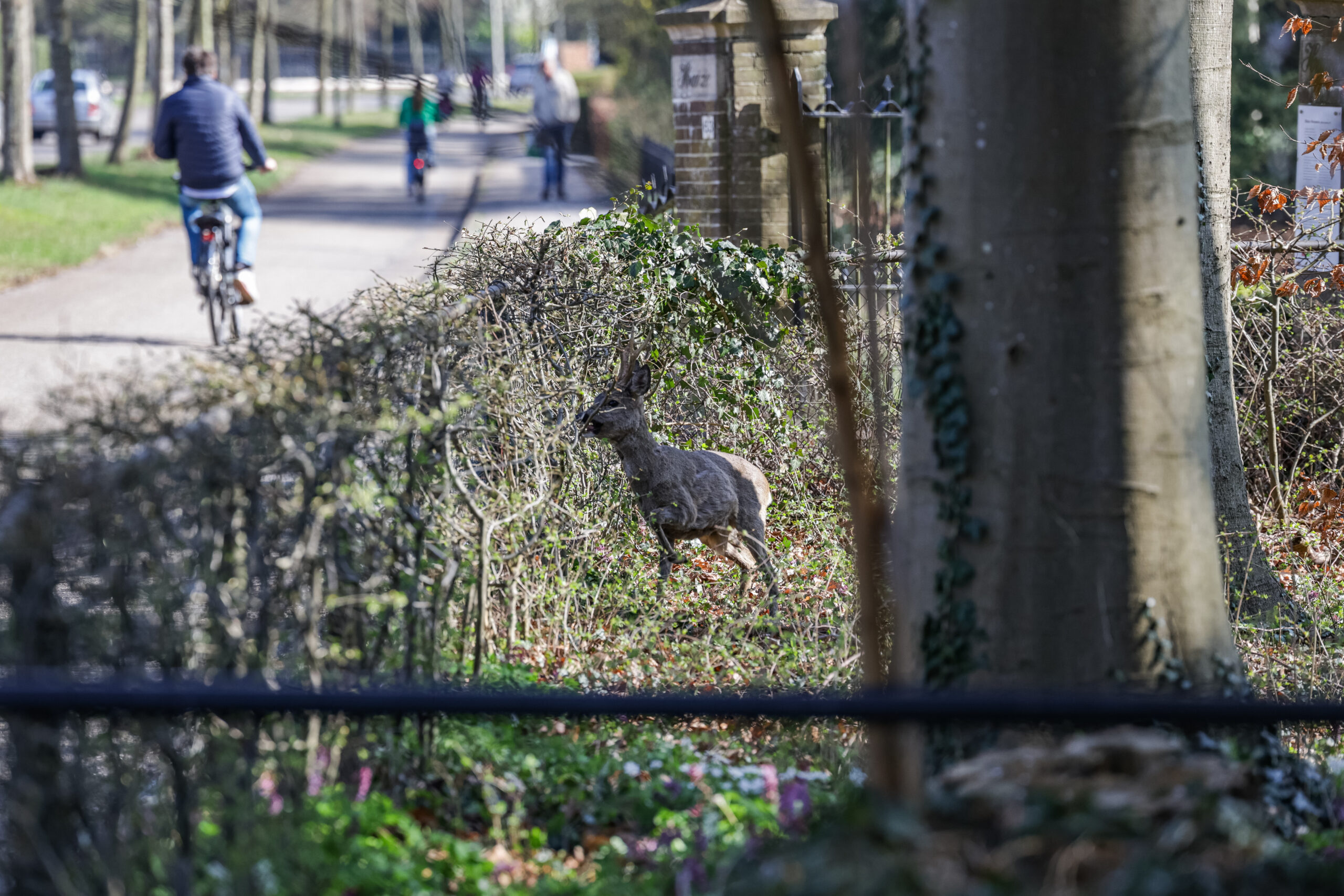 VIDEO | Ree zit vast in tuin