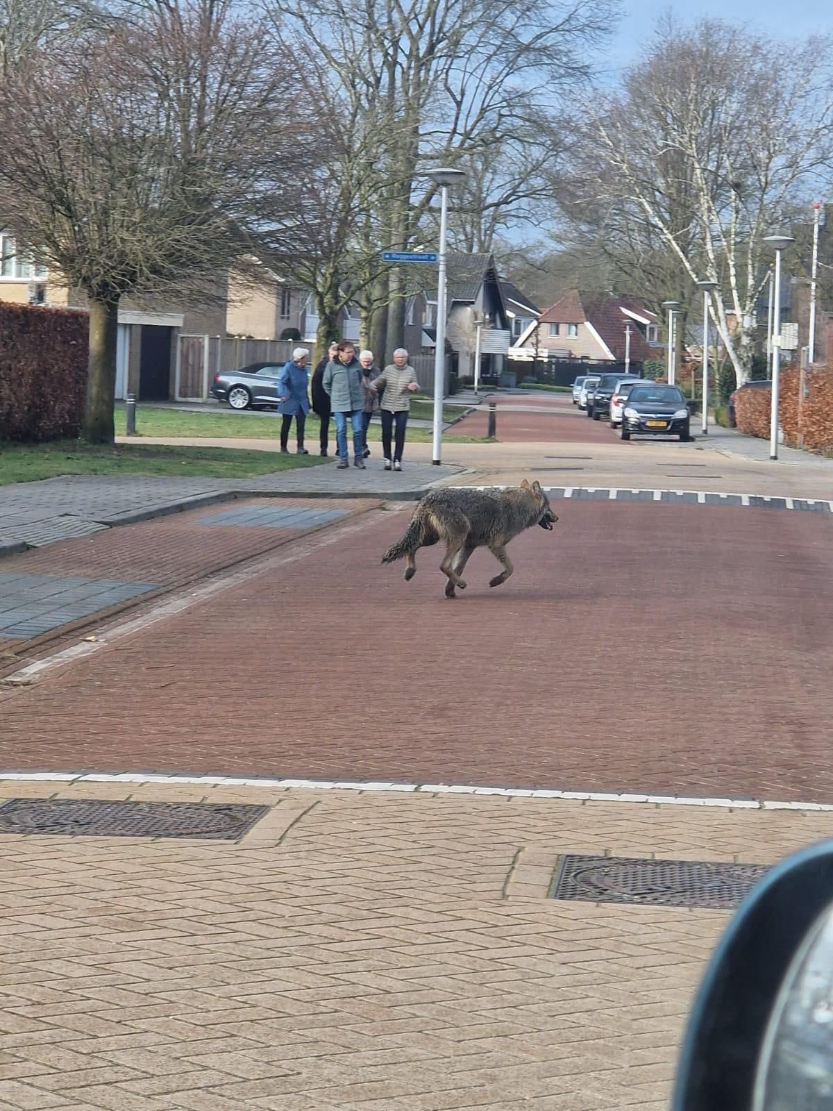 VIDEO: Wolf sjokt door de straten van woonwijk
