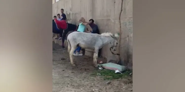 Nederlandse vrouw grijpt in bij ezelmishandeling in Egypte en riskeert celstraf