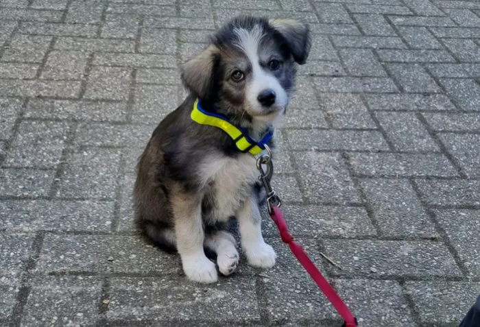 Pup in beslag genomen na verwaarlozing: “pup had zelfs geen naam”