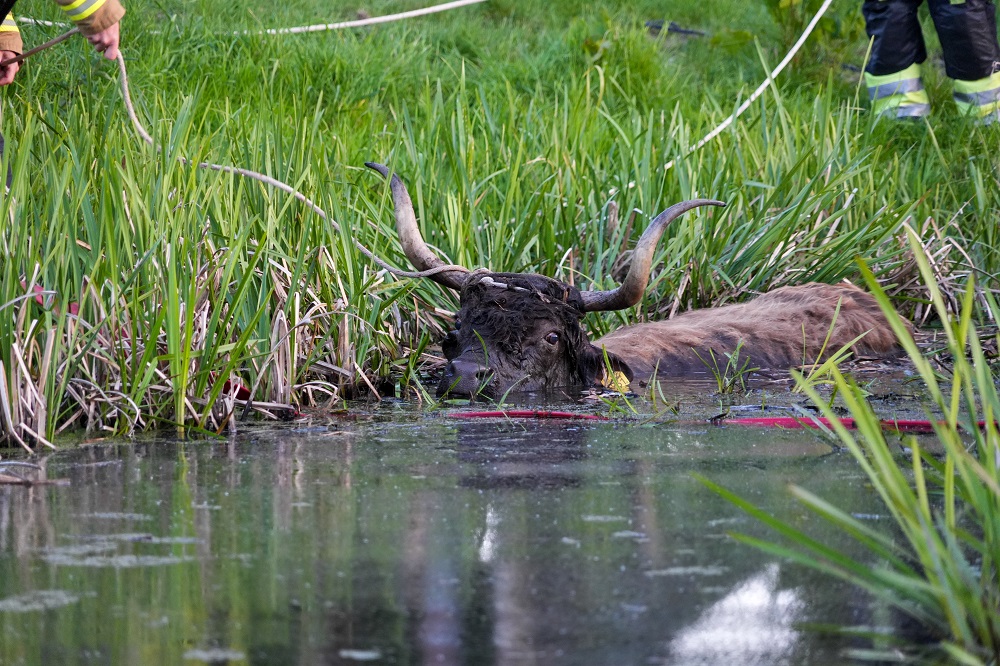 Brandweer redt uitgeputte Schotse Hooglander uit sloot