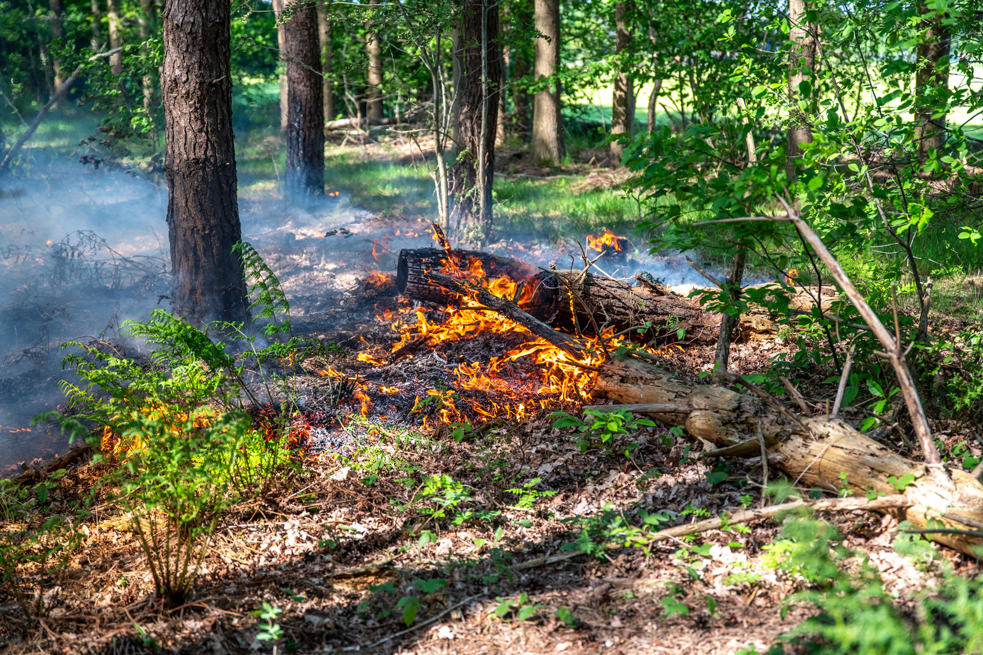 Brandweer groots ingezet bij bosbrand