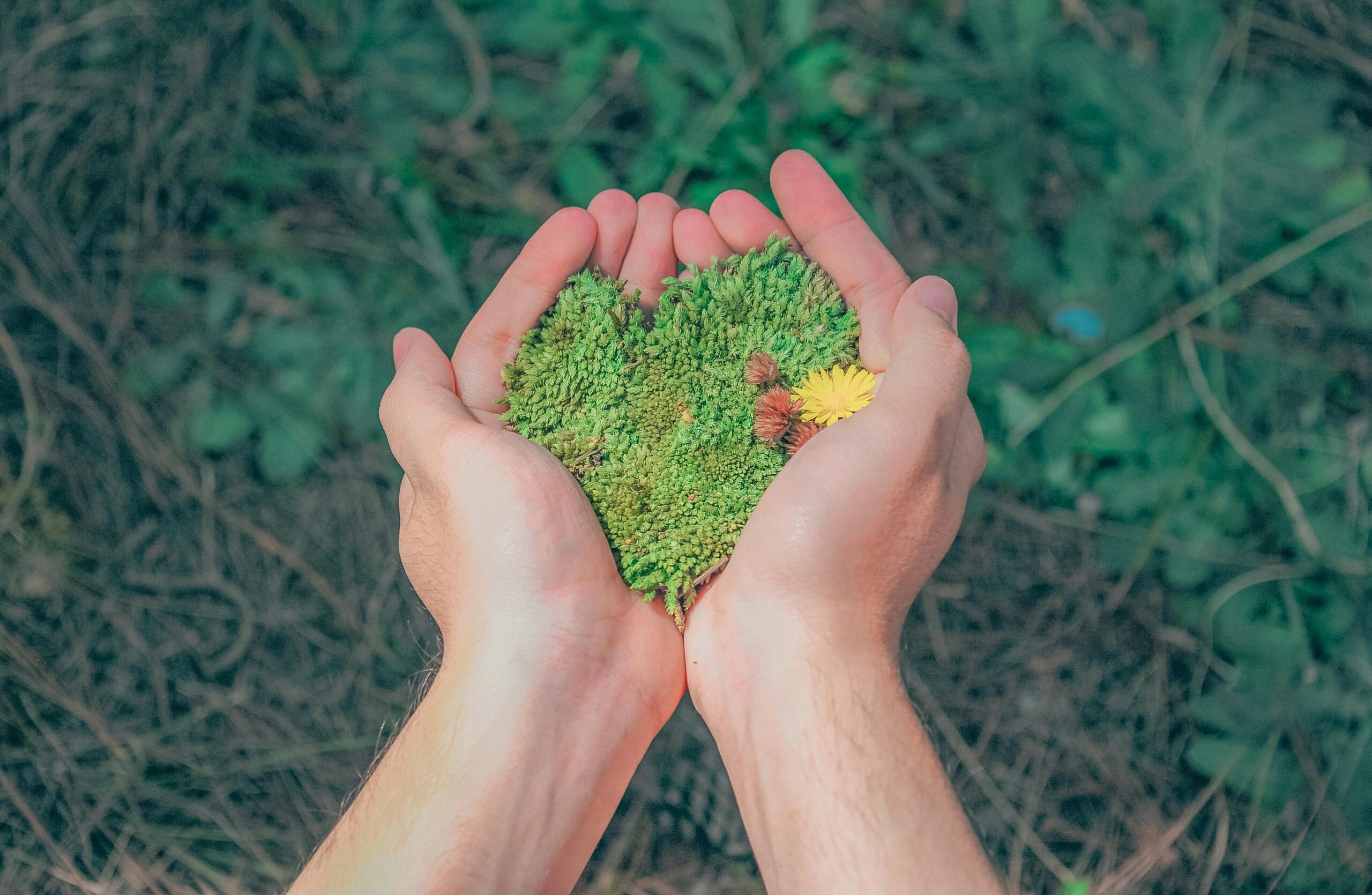 Duurzaamheid en Innovatie: De Toekomst van Nederland