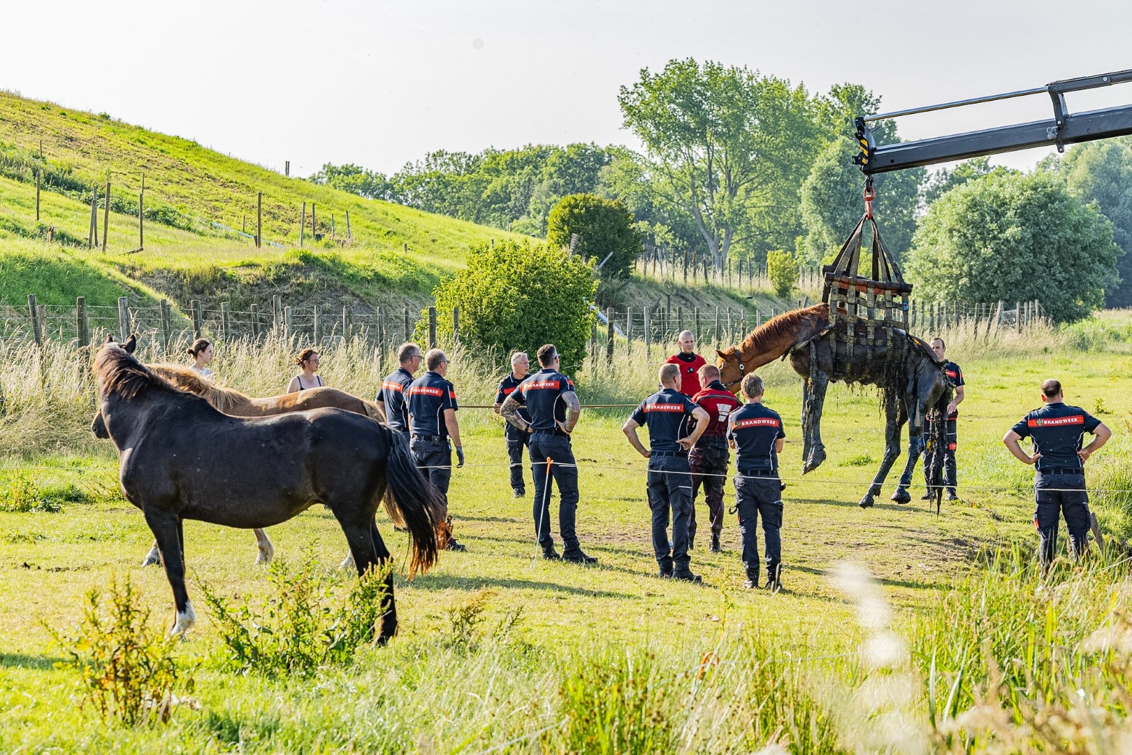 Paard met takel uit sloot gered door brandweer