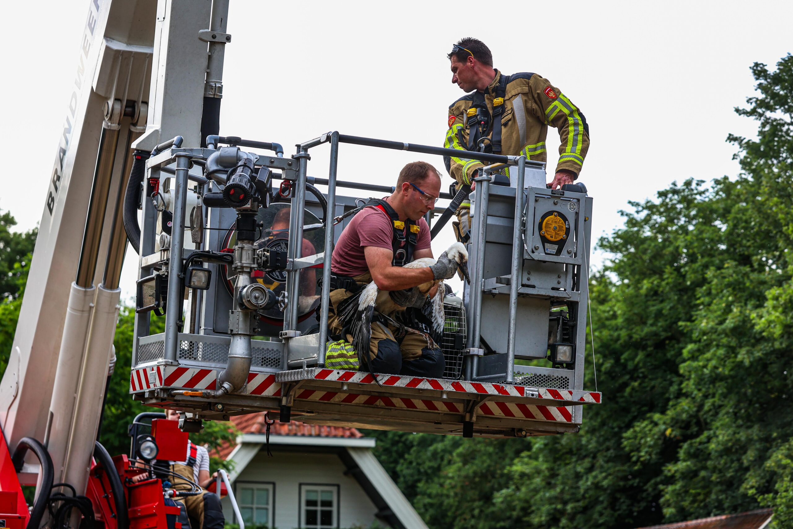 Brandweer redt verzwakte ooievaar van nest