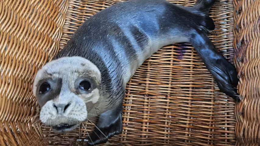 Zeehondenpup van maximaal vier dagen oud gevonden bij illegale rave