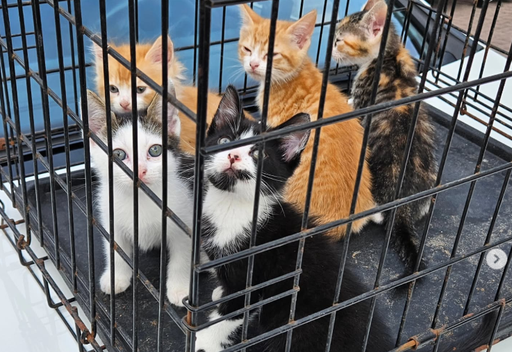 Vijf kittens in plastic tas gedumpt