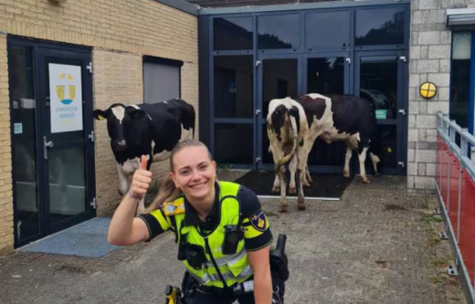 Losgebroken koeien gaan op citytrip en spelen tikkertje in het park met Politie