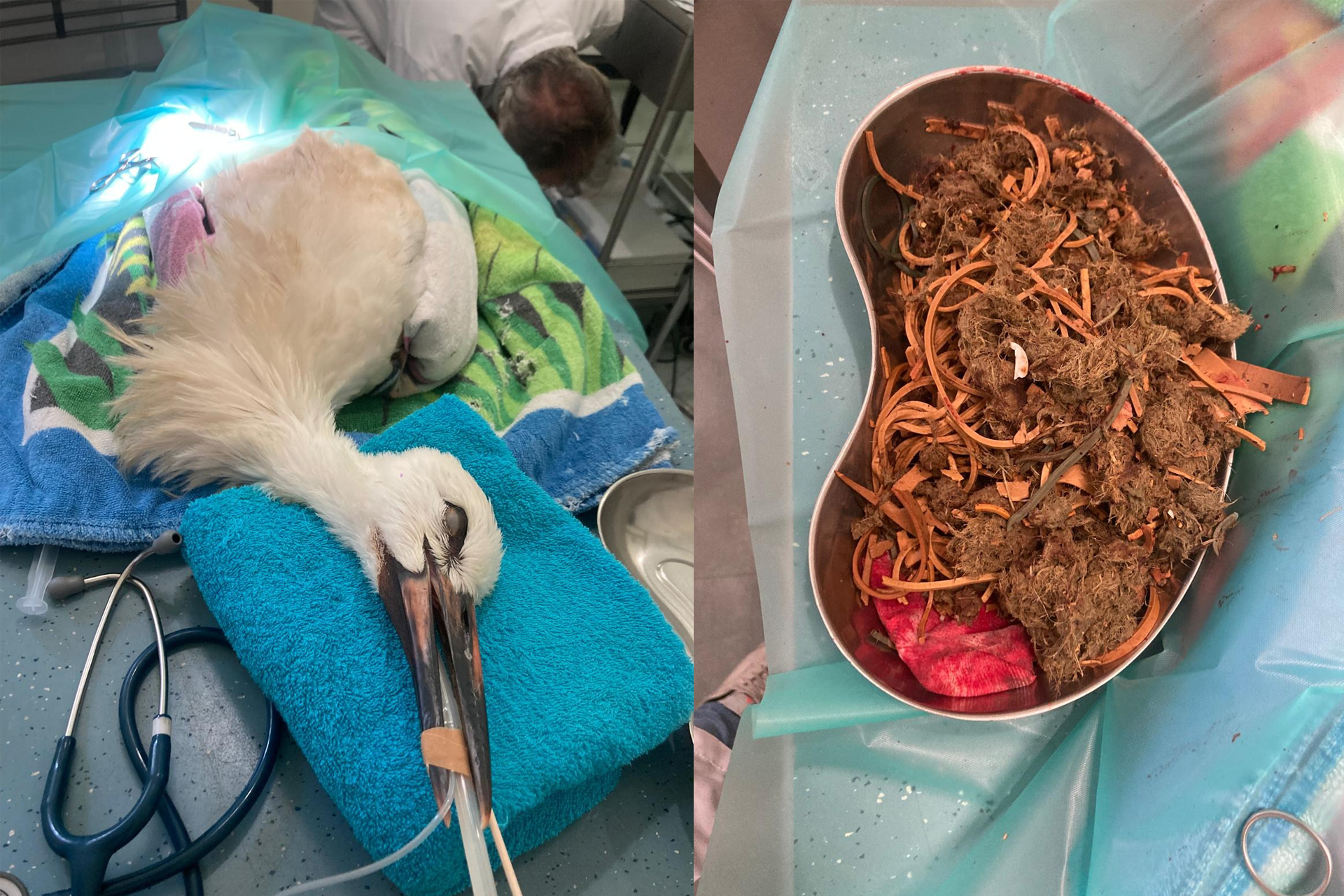 Ooievaar onderging maagoperatie na verstopping door elastieken