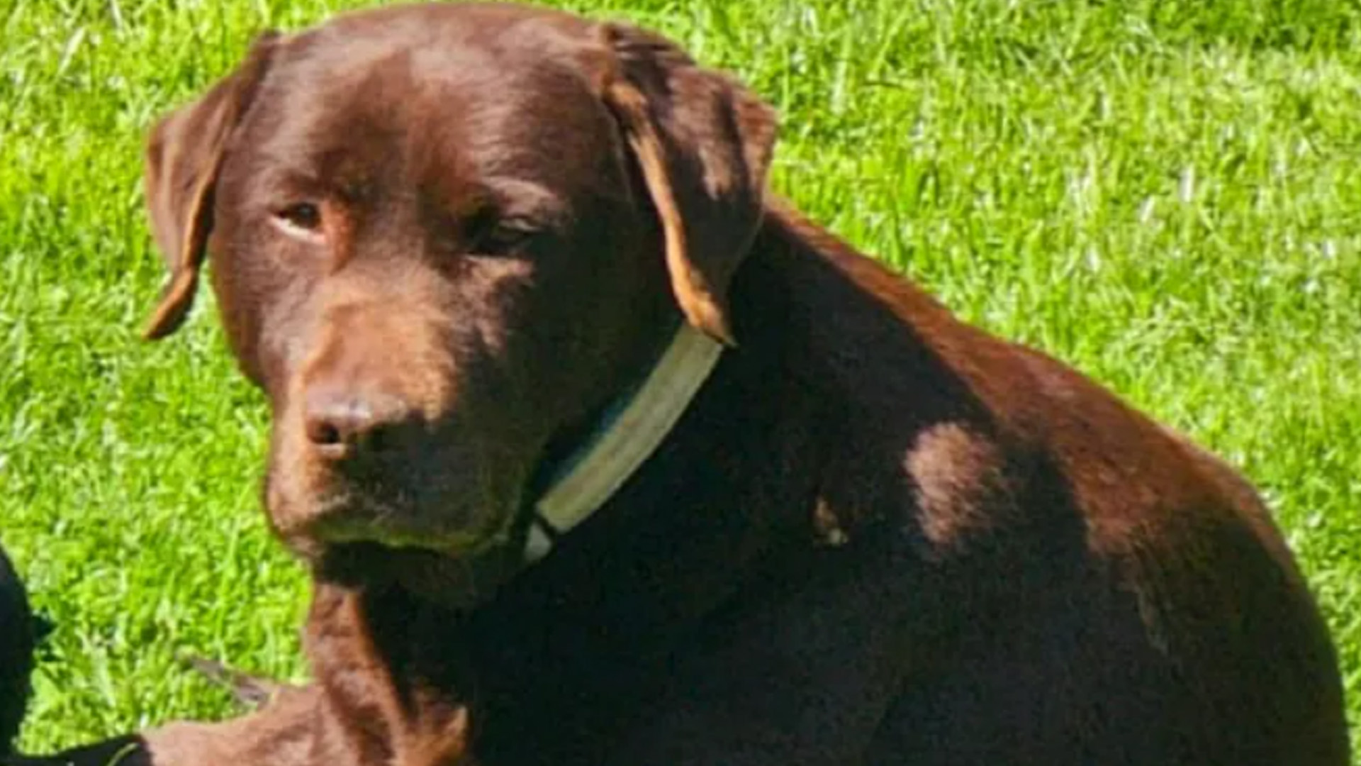 Wekenlange zoektocht eindigt goed: vermiste labrador Shadow eindelijk gevonden