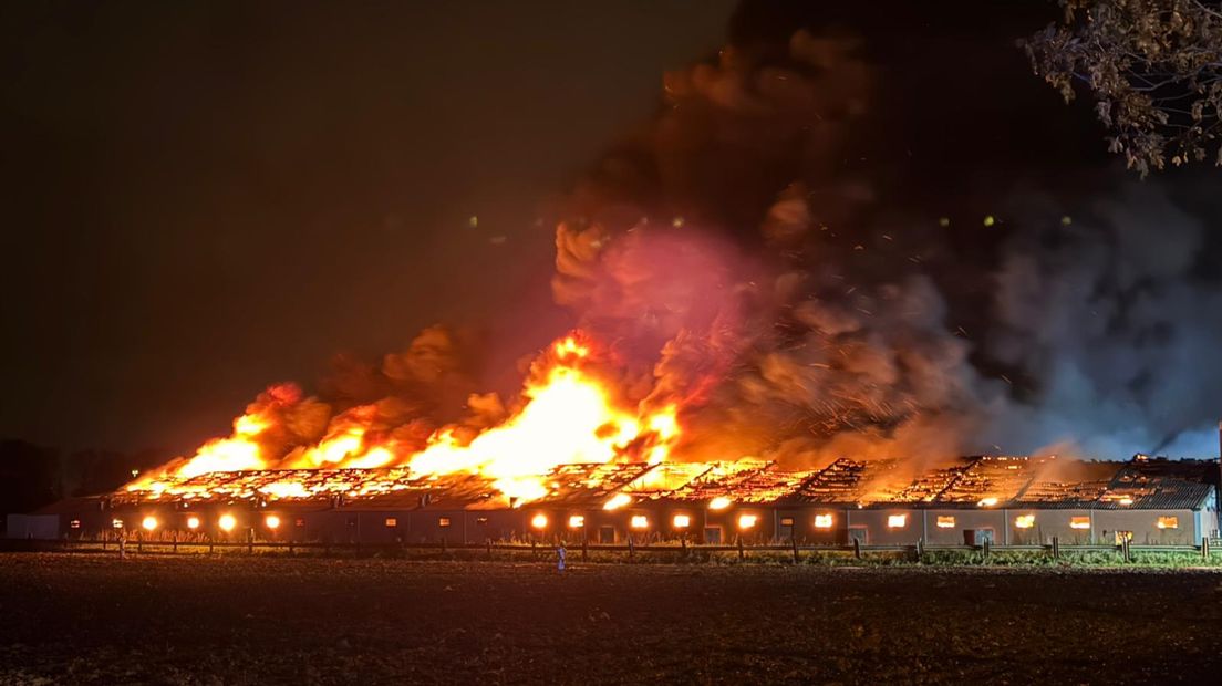 700 varkens komen om in vlammenzee in stal