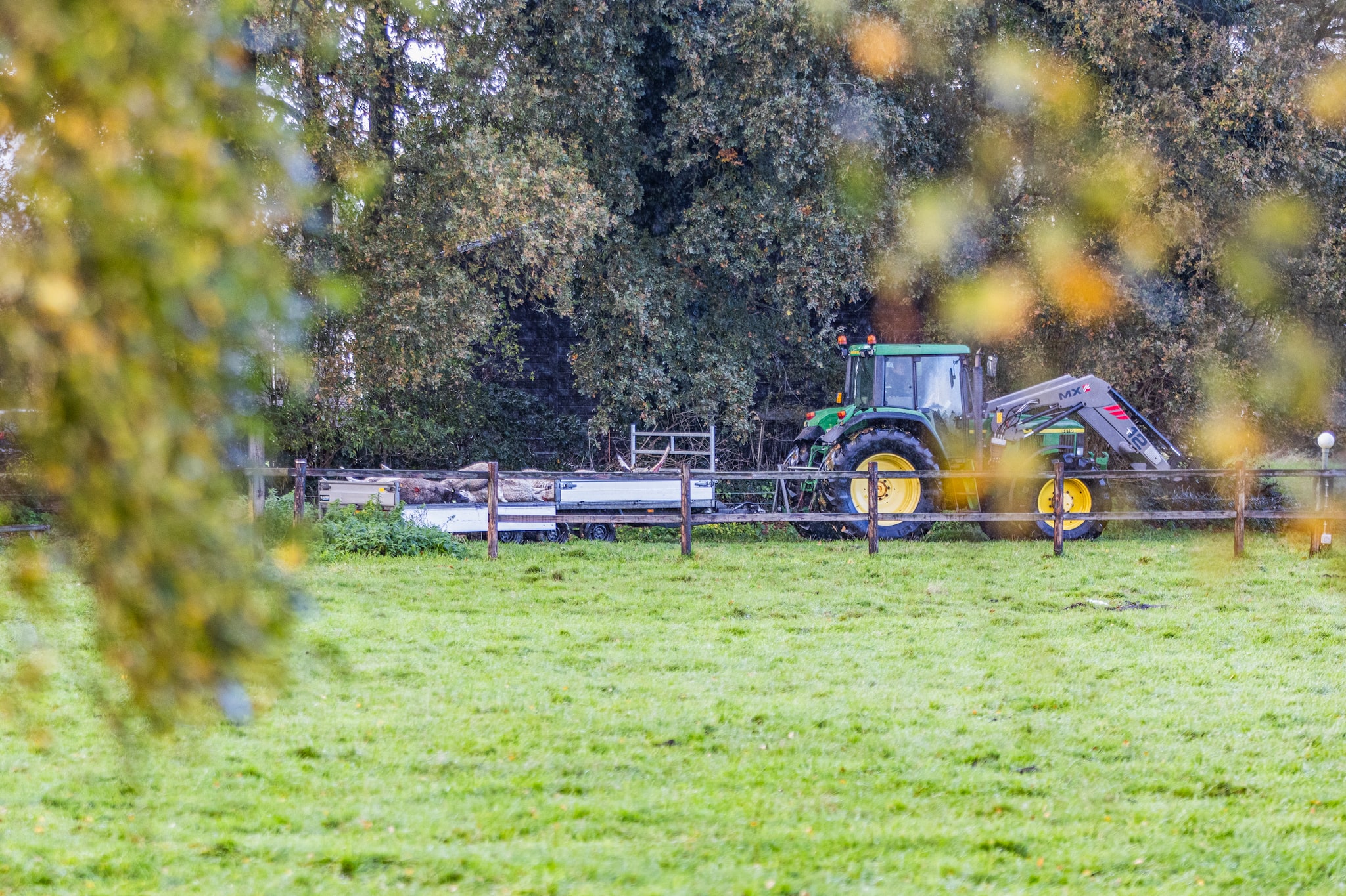 Negen dode schapen gevonden in weiland, mogelijk aangevallen door wolf