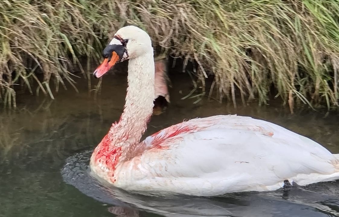 Zwaargewonde zwaan aangetroffen, mogelijk slachtoffer van mishandeling