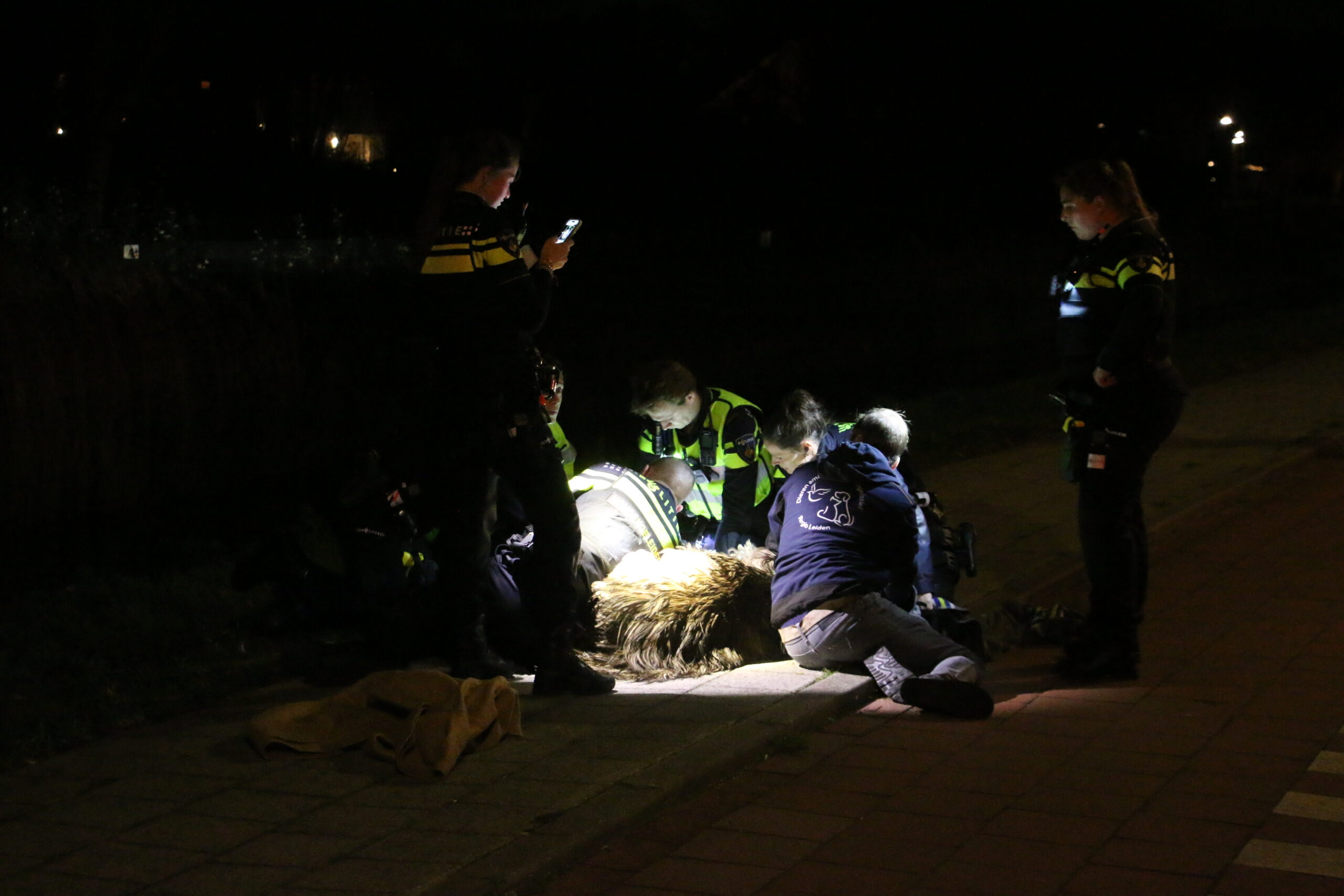 Ontsnapte emoe houdt politie bezig Melkweg in Katwijk - 112 Nederland