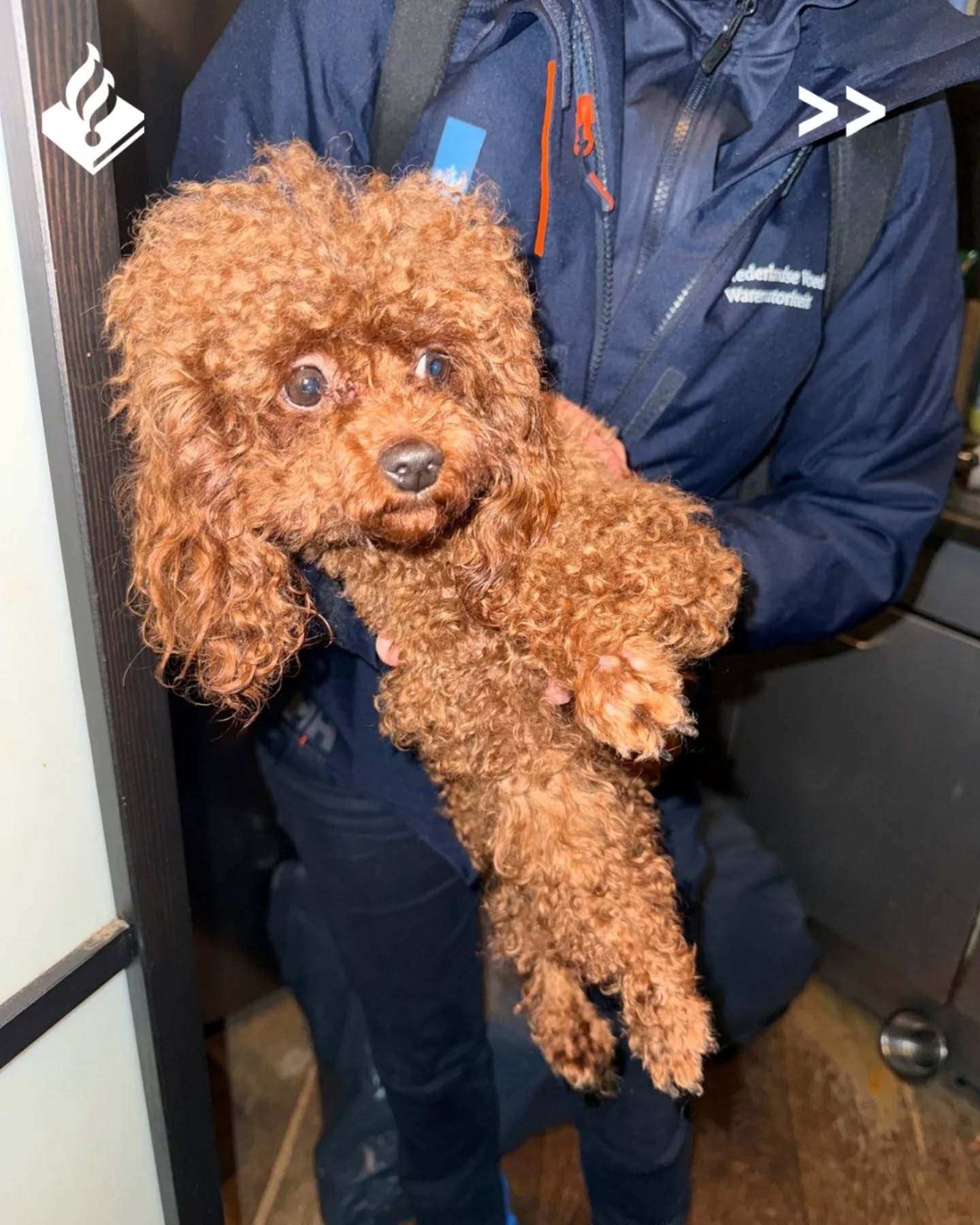 Illegale hondenfokkerij ontdekt in woning, eigenaar verdacht van dierenverwaarlozing