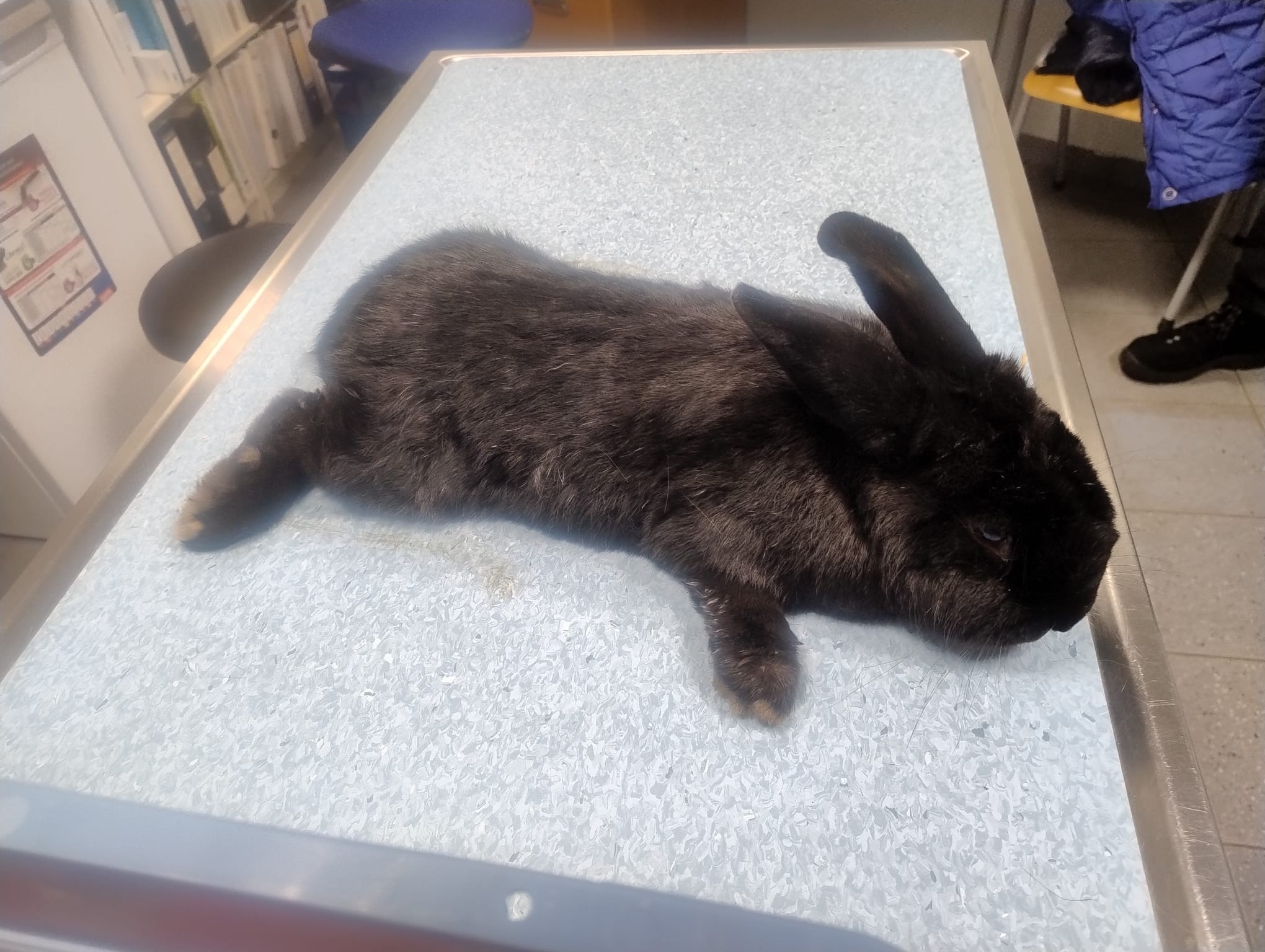 Drie konijnen zwaar mishandeld op kinderboerderij, twee dieren vermist